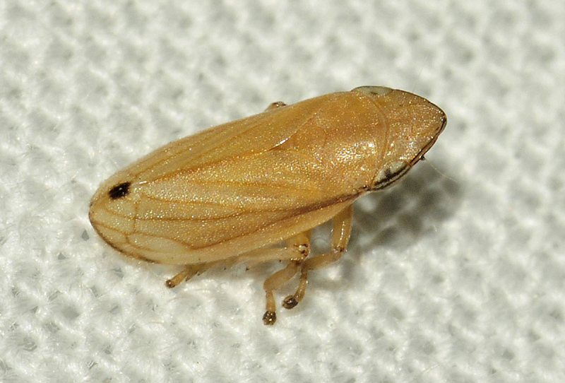 Neophilaenus lineatus  (cfr.)  Croazia